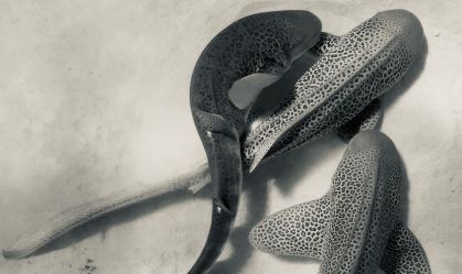 Primeiro registro de acasalamento de tubarões-leopardo revela sexo a três