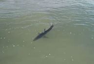 Tubarão “mais rápido do mundo” é avistado próximo à orla de Imbituba (SC)