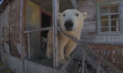 Vídeo: Ursos polares invadem estação de pesquisa abandonada na Rússia