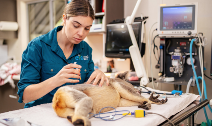 Coalas serão vacinados contra clamídia pela primeira vez no mundo