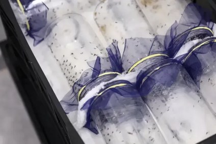 Dezesseis cidades brasileiras já implementaram a técnica Wolbachia