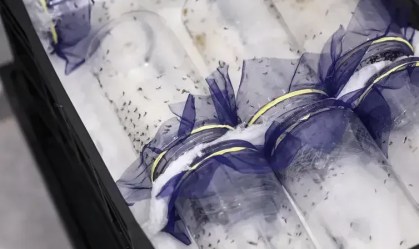 Nova biofábrica de mosquitos deve ajudar a combater a dengue em Brasília