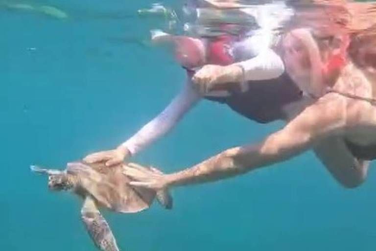 Turista toca em tartaruga-marinha em Fernando de Noronha (PE)