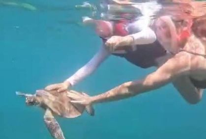 Entenda por que tocar em animais marinhos é proibido em áreas de turismo