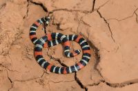 Cobra super venenosa surge embaixo de sofá e assusta família em Blumenau