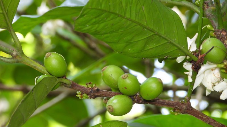 Aplicada em escala industrial, a descoberta tem potencial de gerar novas fontes de renda para agricultores, reduzir o desperdício e colocar o Brasil em posição de destaque na produção de materiais avançados a partir de recursos naturais (imagem: Catalina Tong/iNaturalist)