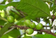 Folhas de café viram base para tecnologia sustentável e antibacteriana