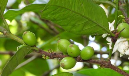 Folhas de café viram base para tecnologia sustentável e antibacteriana