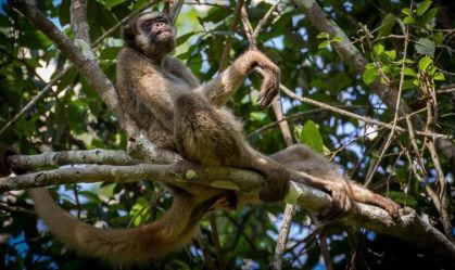 Maior primata das Américas pode perder metade do habitat até 2090