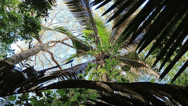 Palmeira patauá (Oenocarpus bataua) em um baixio na Amazônia Central: espécie é a próxima em que pesquisadores vão instalar sensores para estimar armazenamento de água