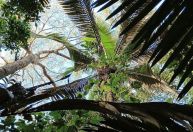 Palmeiras são ‘caixas d’água’ da Amazônia, diz estudo da Unesp