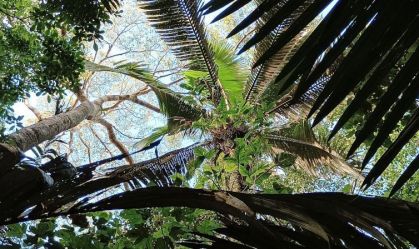 Palmeiras são ‘caixas d’água’ da Amazônia, diz estudo da Unesp