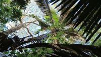 Palmeiras são ‘caixas d’água’ da Amazônia, diz estudo da Unesp
