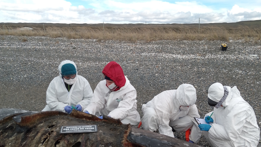 Equipe de biólogos do CADIC e do CONICET coleta amostras dos primeiros espécimes de orca encontrados na Baía de San Sebastián, ao norte da Terra do Fogo • CONICET - CADIC / Projeto IMMA