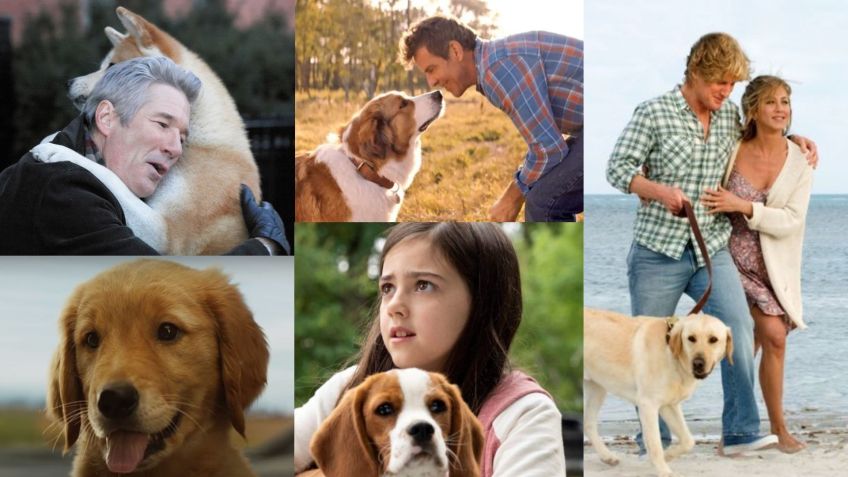 Filmes de amor entre cachorros e humanos • Filmes de Cachorros/ Google