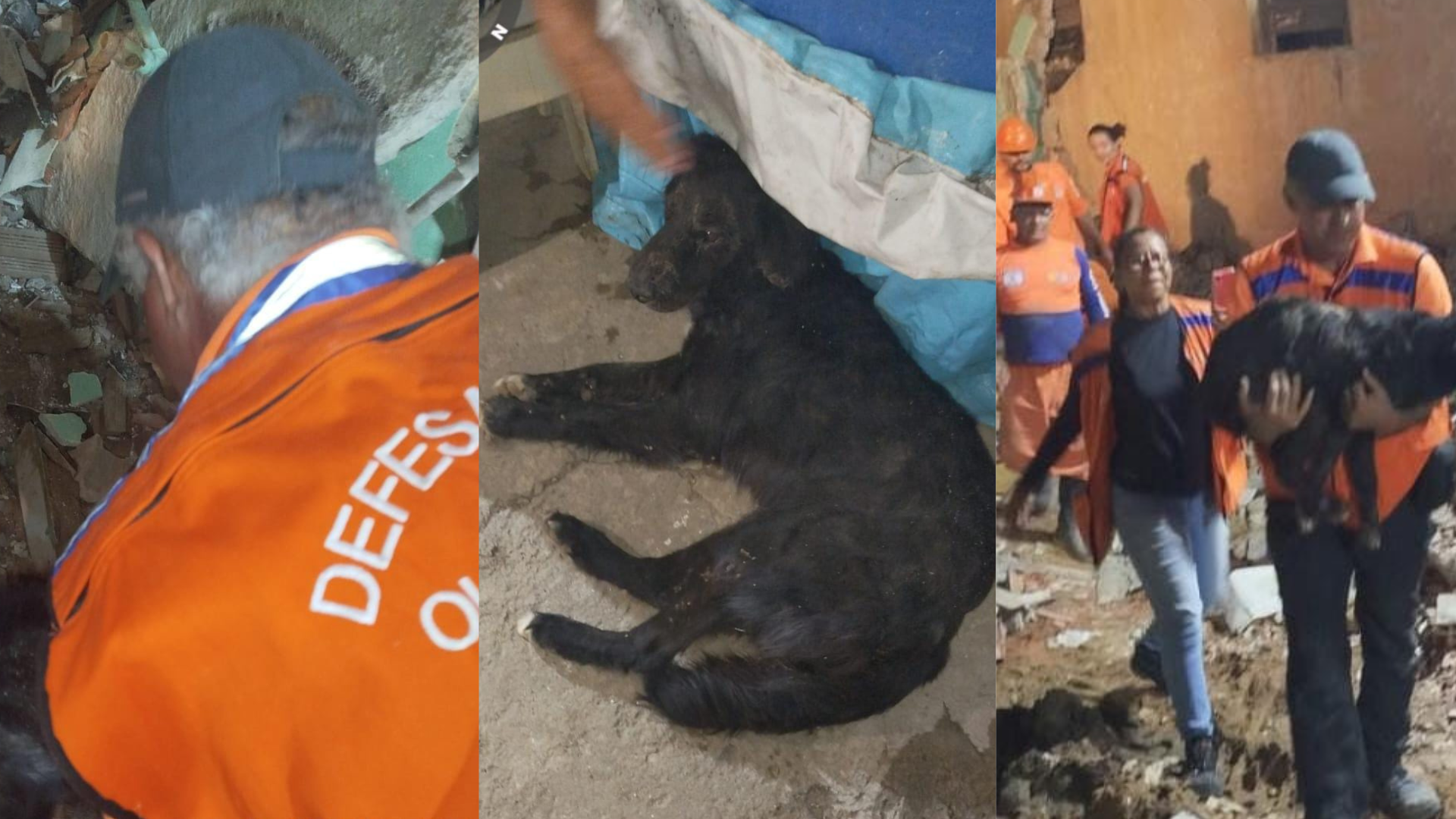 Cachorro desabamento Pernambuco