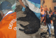 Morre Nick, cão resgatado após 35 horas soterrado depois de explosão em PE