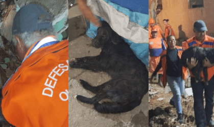 Morre Nick, cão resgatado após 35 horas soterrado depois de explosão em PE