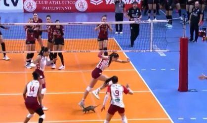 Vôlei: gambá invade quadra durante e assusta jogadoras