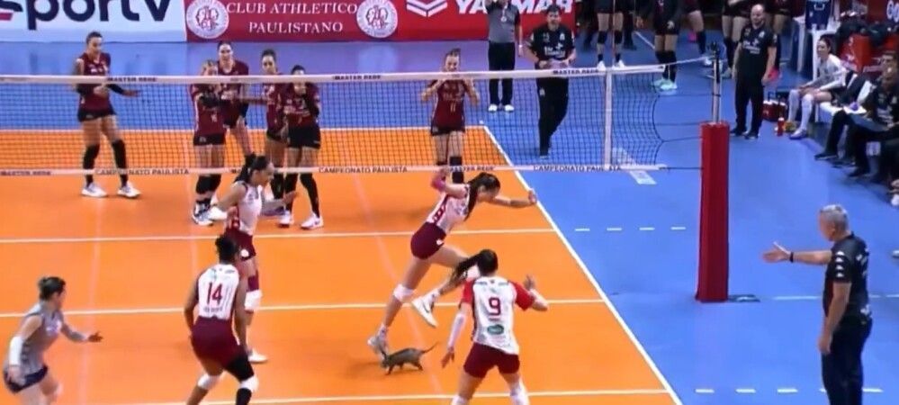 Vôlei: gambá invade quadra durante e assusta jogadoras