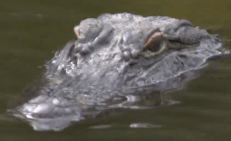 Jacaré em partida de golfe