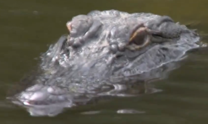 Vídeo: Golfista americano enfrenta jacaré durante torneio nos EUA
