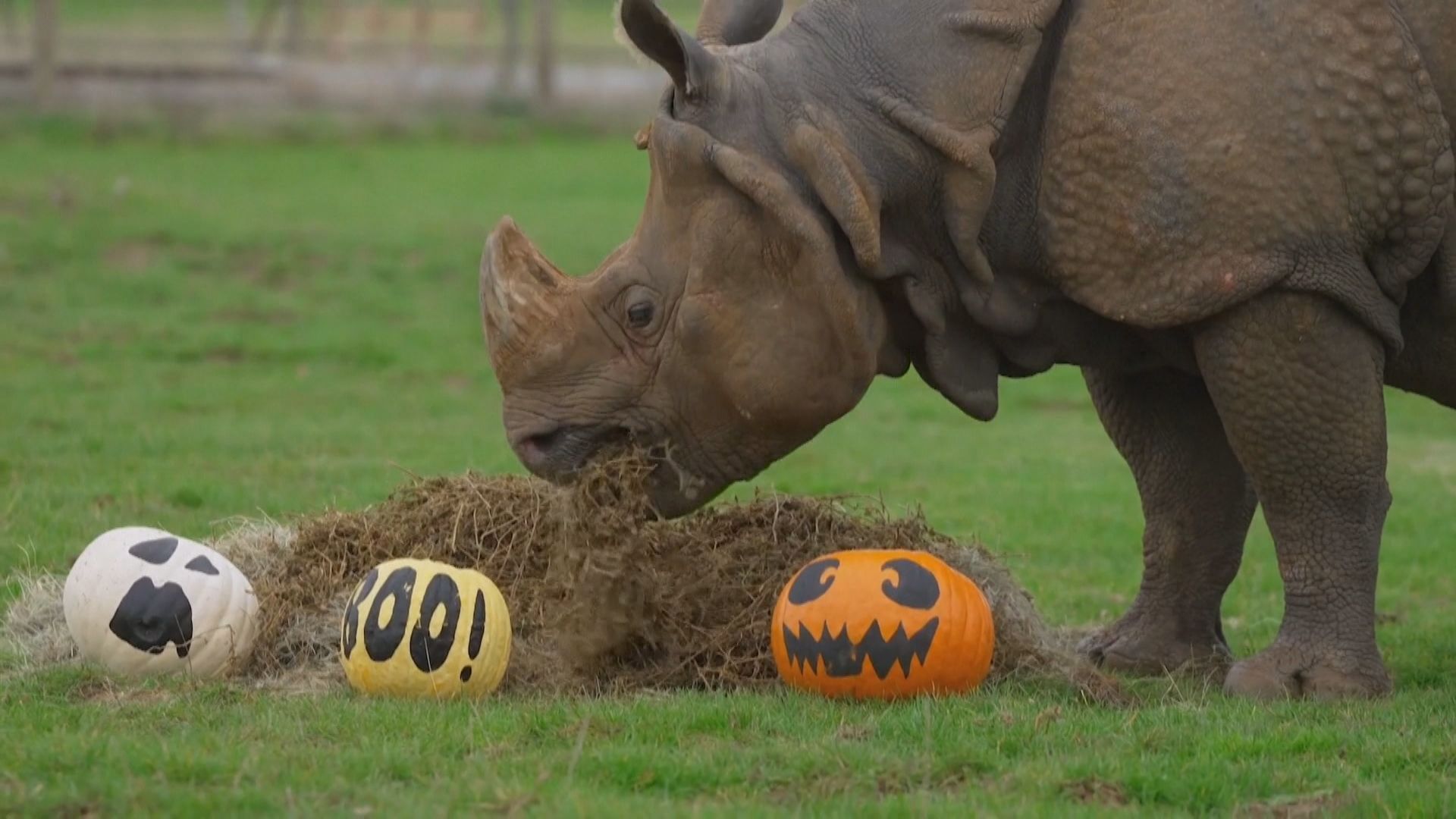 Leões, lêmures e rinocerontes se deliciam com guloseimas de Halloween em zoológico britânico