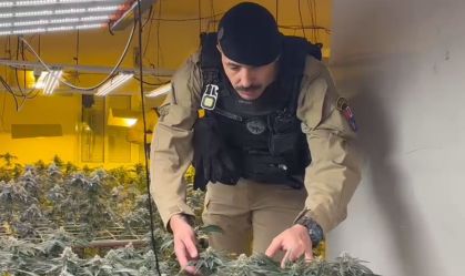 "Super estufa" de maconha é descoberta pela PM no Paraná