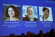 Cientistas com estudo sobre controle de imunologia vencem Nobel de Medicina