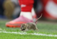 Rato invade gramado e paralisa partida das Eliminatórias da Copa