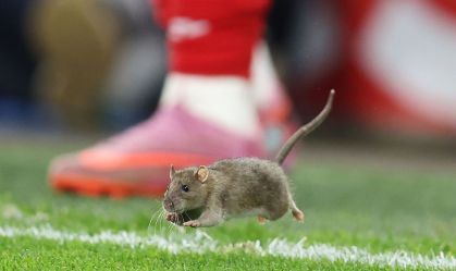 Rato invade gramado e paralisa partida das Eliminatórias da Copa