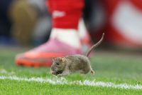 Rato invade gramado e paralisa partida das Eliminatórias da Copa