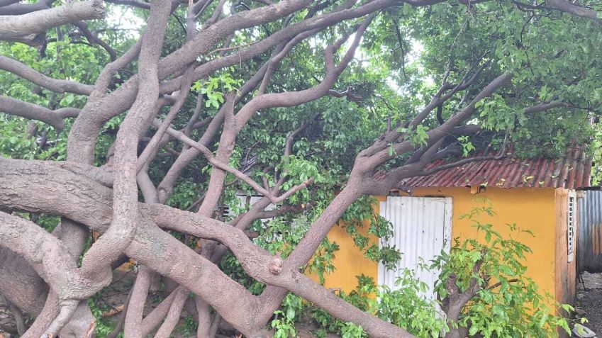 Uma árvore cai sobre uma casa devido aos fortes ventos e chuvas da tempestade tropical Melissa em Barahona, República Dominicana, em 28 de outubro de 2025 • Defesa Civil Dominicana/Anadolu via Getty Images