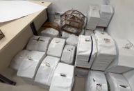 Torneio de canto: polícia prende 32 pessoas e resgata 80 pássaros no RJ