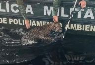Vídeo: onça-pintada ferida por tiros é resgatada no Rio Negro