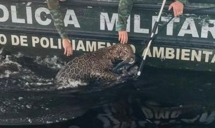 Vídeo: onça-pintada ferida por tiros é resgatada no Rio Negro