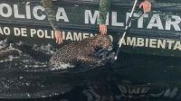 Vídeo: onça-pintada ferida por tiros é resgatada no Rio Negro