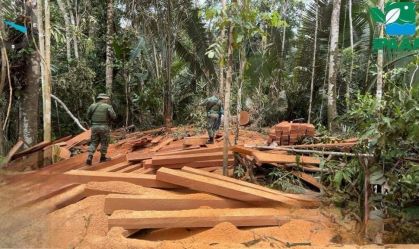 Área desmatada equivalente a mais de 2 mil campos de futebol é descoberta