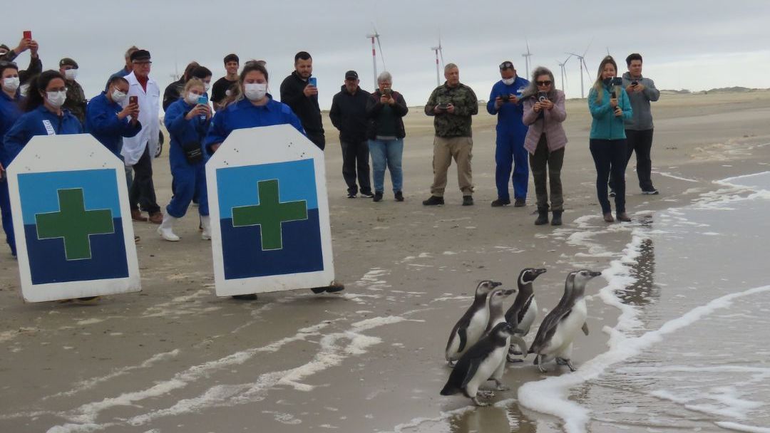 Pinguins e lobos-marinhos