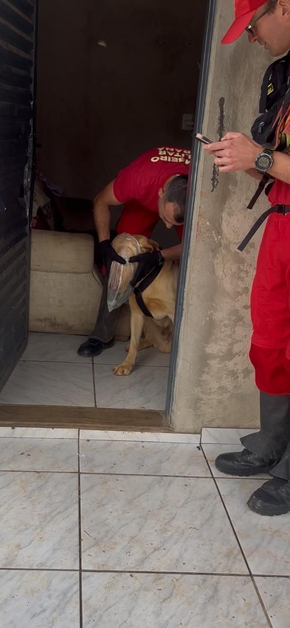Cães farejadores auxiliam nas buscas • Reprodução/Corpo de Bombeiros do Paraná