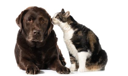 Animais