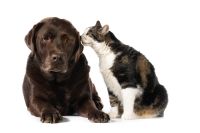 Brasil vai ganhar primeira associação multissetorial de bem-estar animal