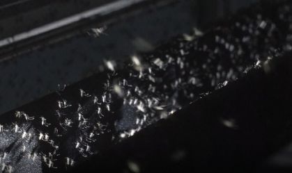 Vídeo: prédio em SP vai criar quase 200 milhões de mosquitos por semana