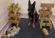 Cão farejador da PM localiza “casa bomba” em comunidade de São Paulo