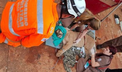 Onça Parda é capturada no Triângulo Mineiro (MG)
