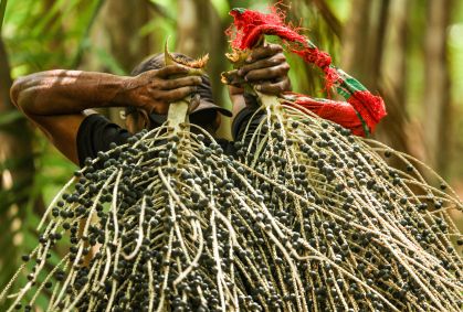 Floresta em pé: lavoura e árvores reduzem impacto de mudança climática