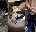 Lagartixas, jacarés e cobras são apreendidas em mochila de passageiro no PR