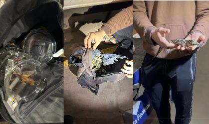 Lagartixas, jacarés e cobras são apreendidas em mochila de passageiro no PR