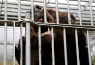 Governador japonês pede ajuda ao Exército para conter ataques de ursos