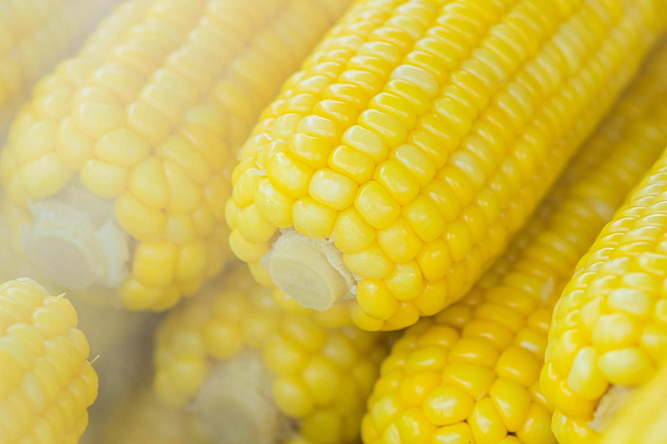 Embrapa mantém o Banco Ativo de Germoplasma de Milho, que guarda quase quatro mil variedades do cereal sob temperatura controlada.